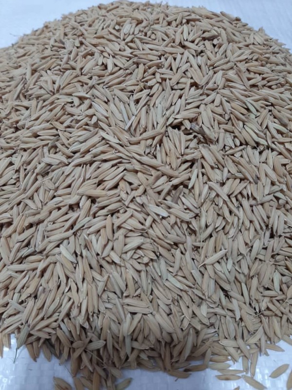 paddy rice and rice from Iran